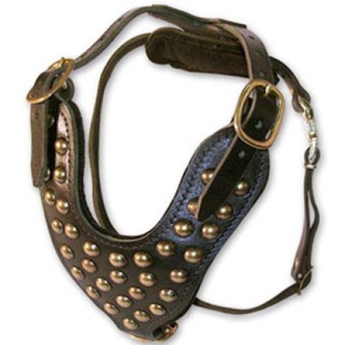  Dog Collars